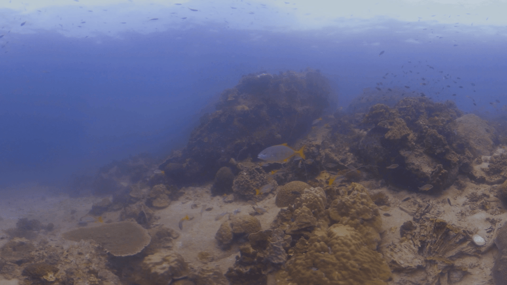 Coral Haven: Trevally's Reef Roam