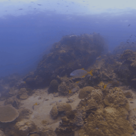 Coral Haven: Trevally's Reef Roam