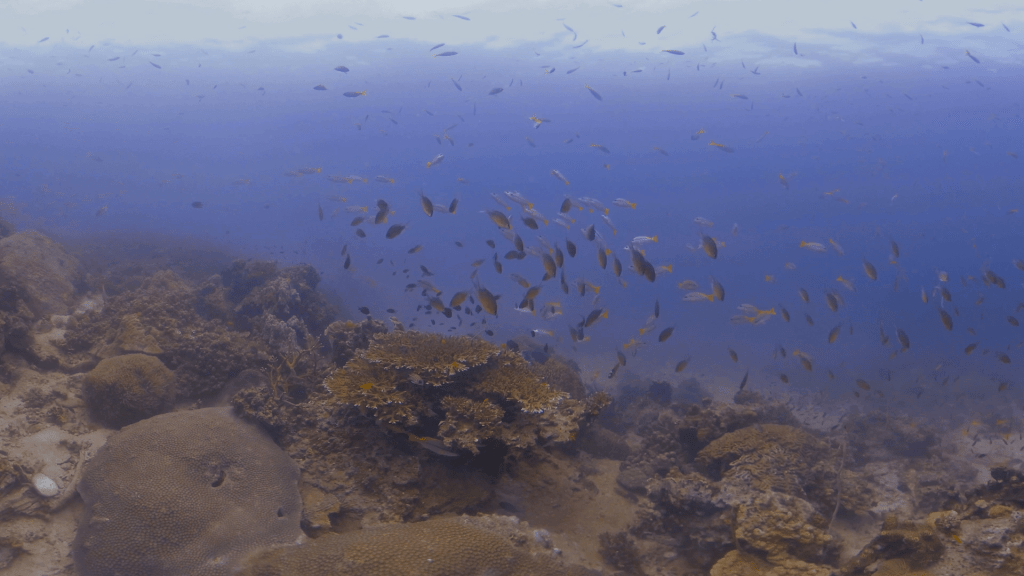 Coral Realm: Fish Frenzy