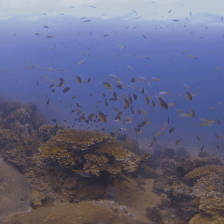 Coral Realm: Fish Frenzy