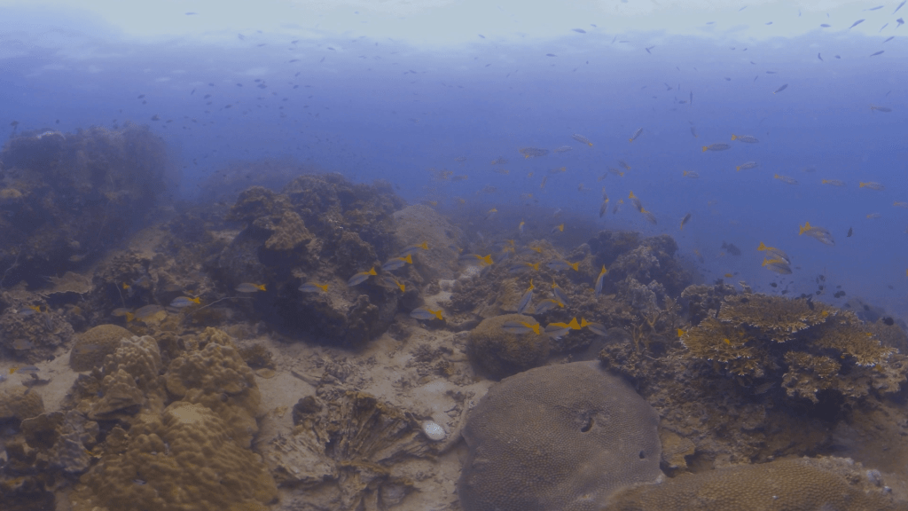 Coral Garden Dance