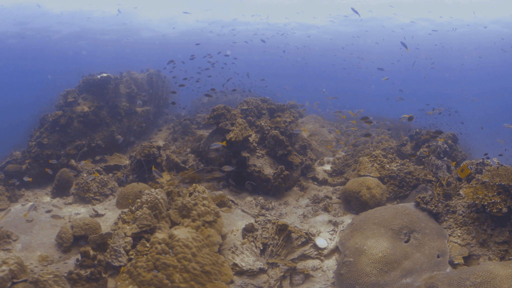 Coral Garden Symphony