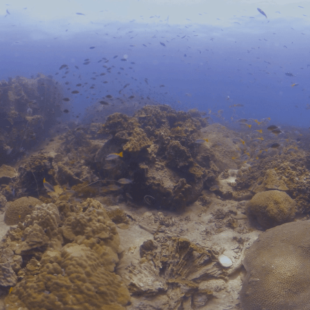 Coral Garden Symphony