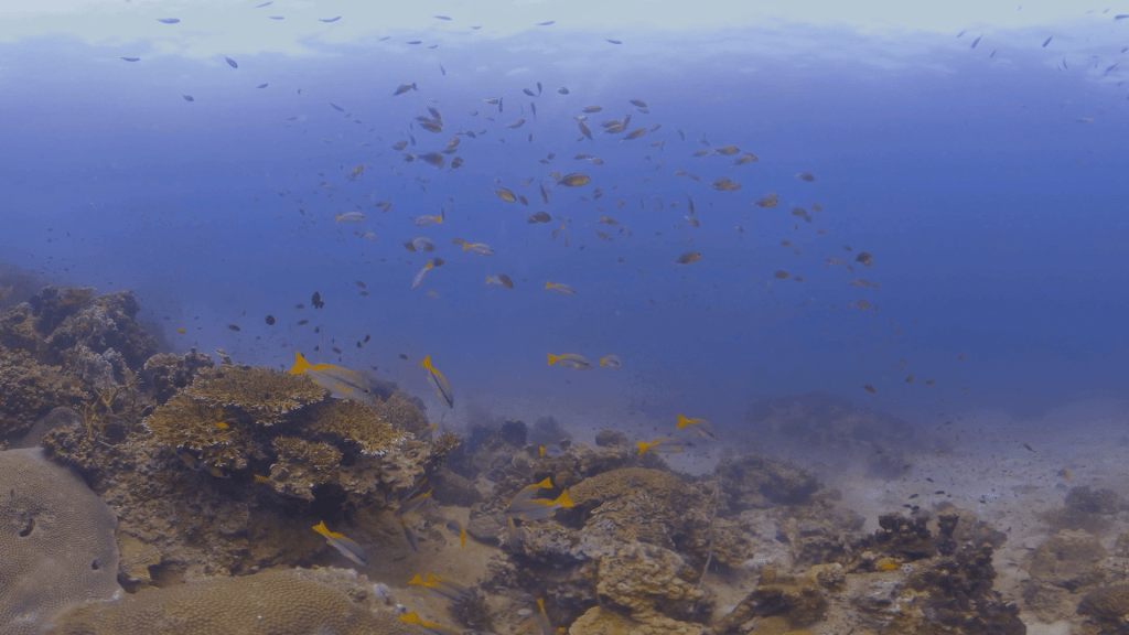 Coral Garden & Anthias Swarm