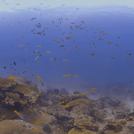 Coral Garden & Anthias Swarm