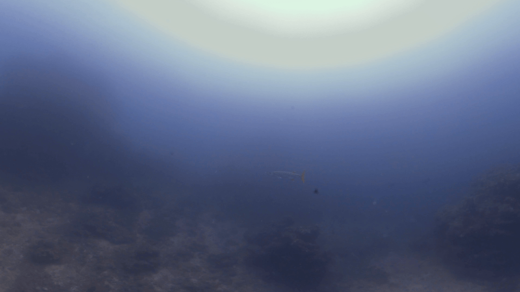 Solitary Barracuda Over Reef