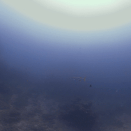 Solitary Barracuda Over Reef