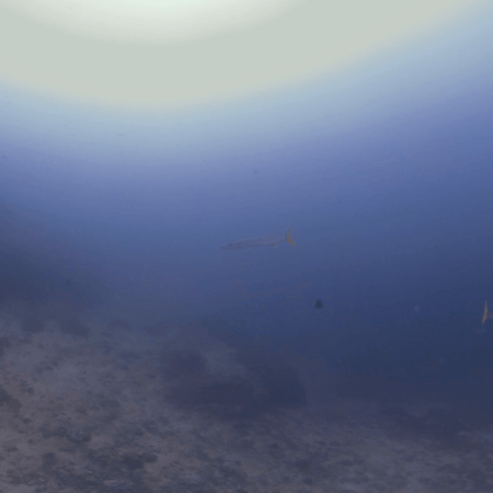 Barracuda Patrol: Sandy Seabed