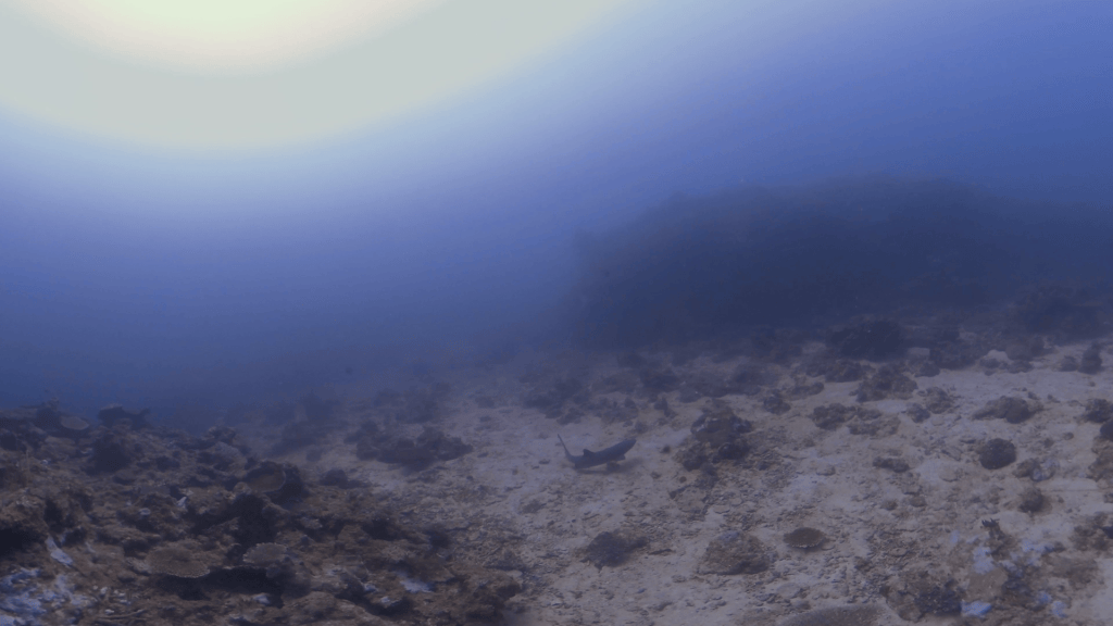 Whitetip's Rude Awakening