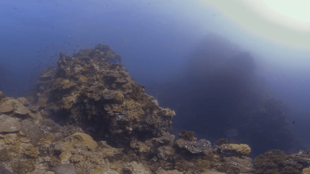 Coral Reef Vista