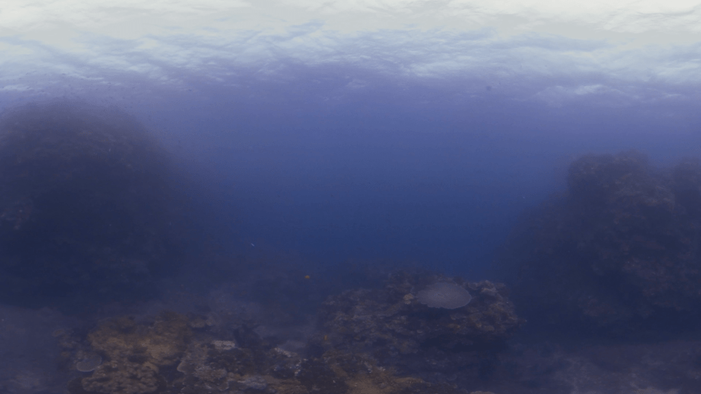 Coral Reef Vista