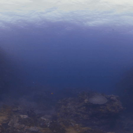 Coral Reef Vista
