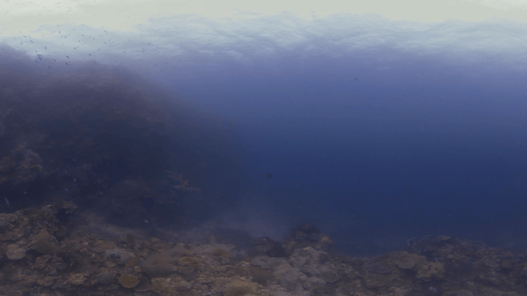 Barracuda Gaze on Coral Reef