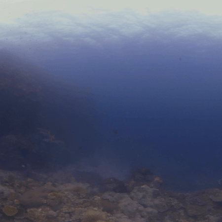 Barracuda Gaze on Coral Reef