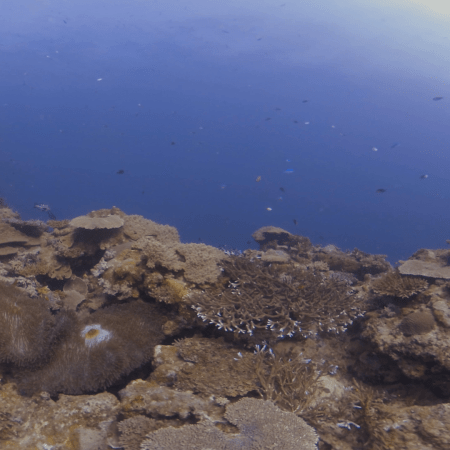 Coral Canopy: Reef Panorama