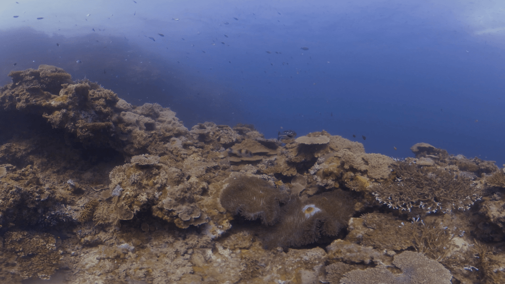 Coral Tapestry: A Reef Ecosystem