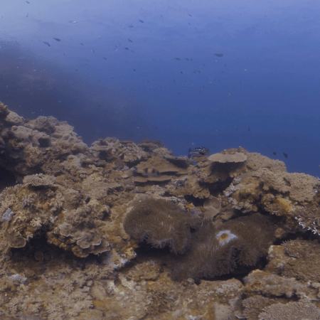 Coral Tapestry: A Reef Ecosystem