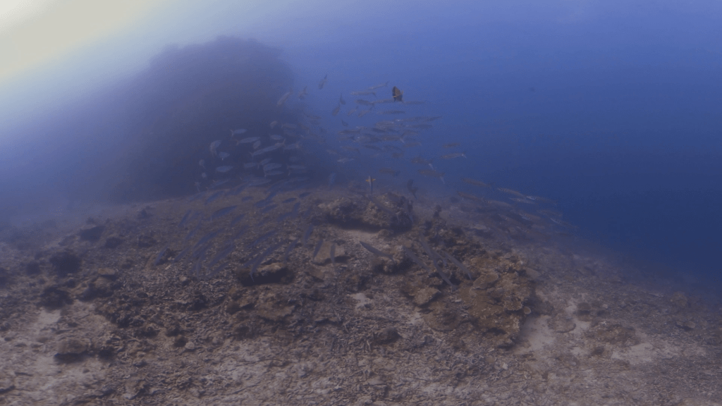 Barracuda Schooling over Reef