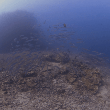 Barracuda Schooling over Reef