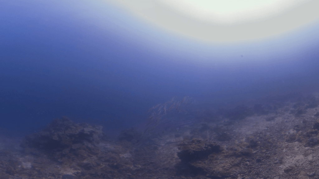 Barracuda School at Coral Base