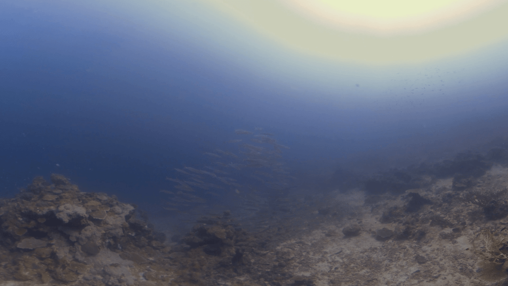 Barracuda School on Shallow Reef