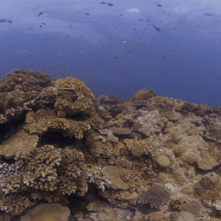 Coral Tapestry: Reef Fish Frenzy