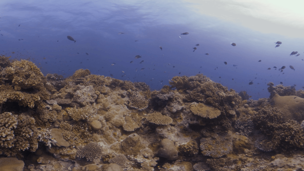 Coral Reef Tapestry: Fish Abundance