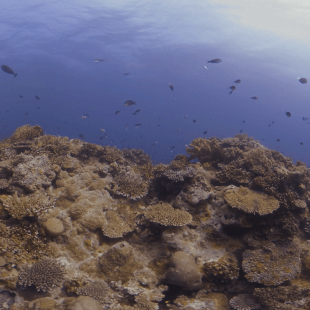 Coral Reef Tapestry: Fish Abundance