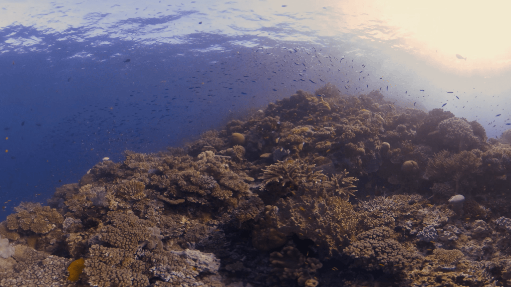 Sunlit Coral Bloom: Reef Fish Dance