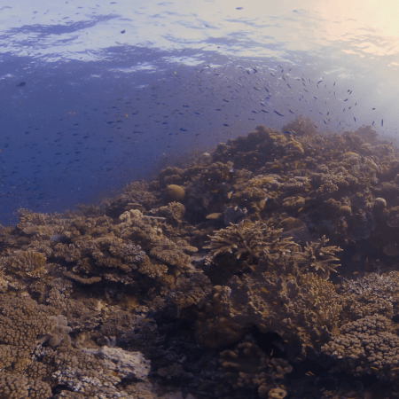 Sunlit Coral Bloom: Reef Fish Dance