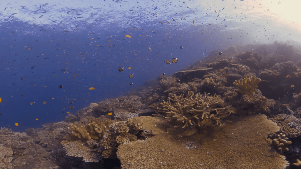 Sunlit Coral Reef Eden