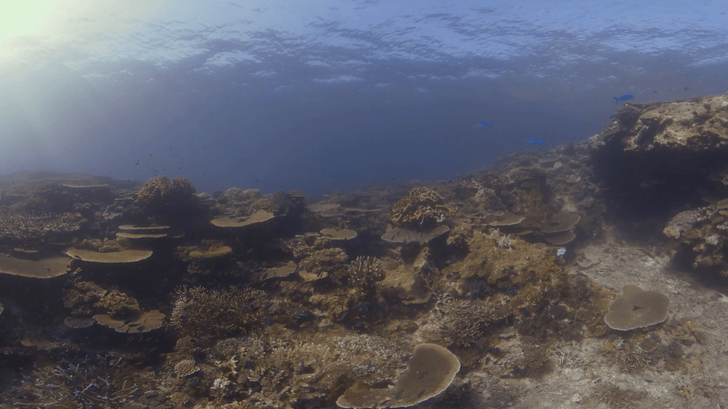 Coral Tapestry: A Thriving Reef Ecosystem