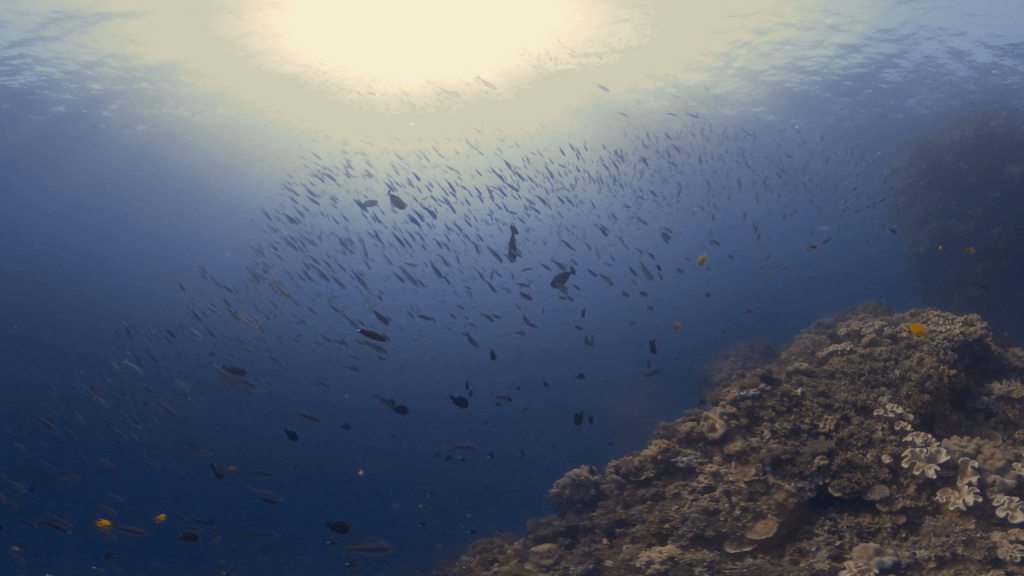 Sunlit Reefscape: Fish & Coral