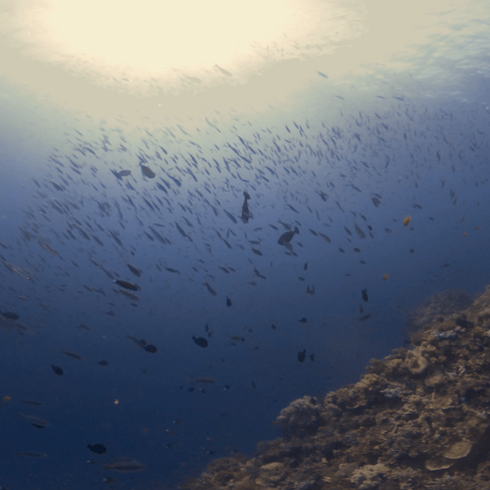 Sunlit Reefscape: Fish & Coral