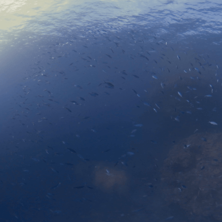 Sunlit Baitfish Swirl