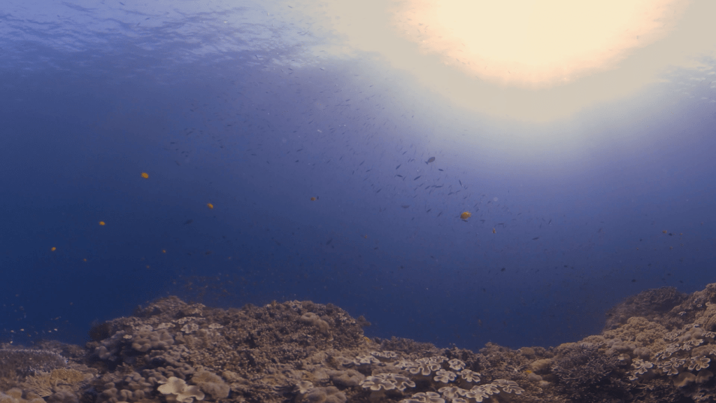 Sunlit Coral Haven