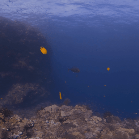 Sunlit Reefscape: Fish & Coral