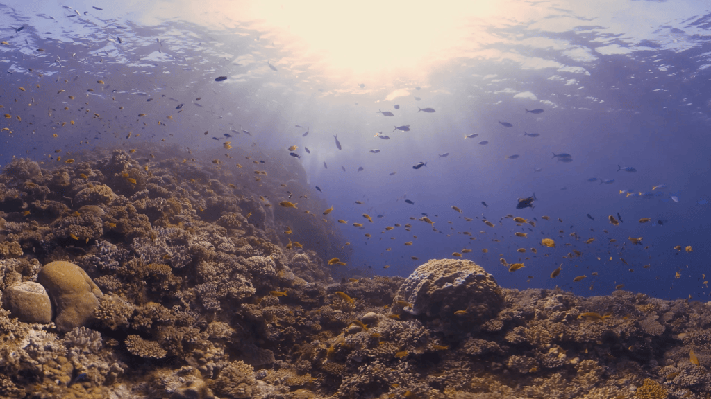 Sunlit Coral Reef Haven