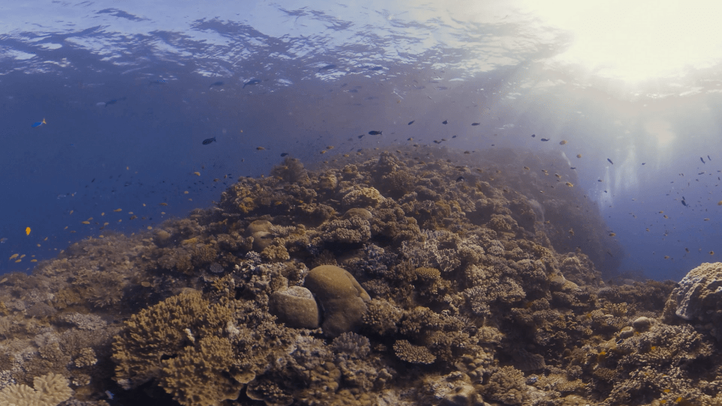 Sunlit Coral Garden Bloom