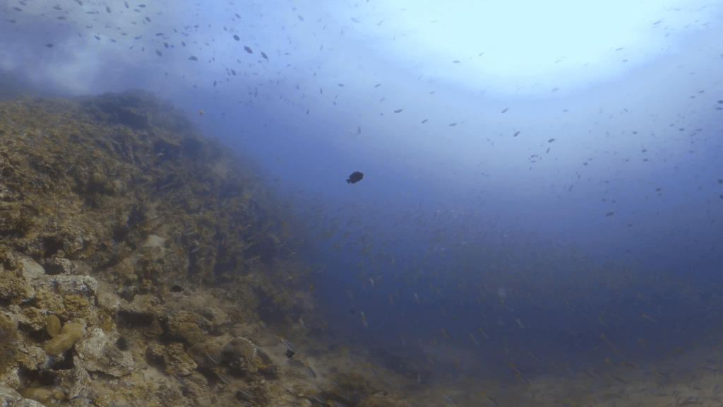 Reef Ridge Run