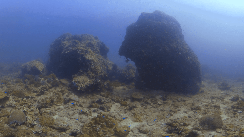 Reef Rockscape: Cracks & Life