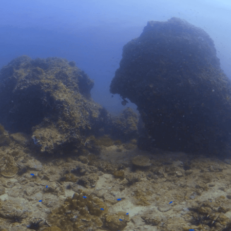 Reef Rockscape: Cracks & Life