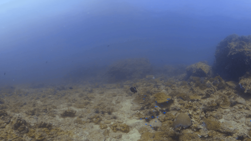 Desolate Reefscape