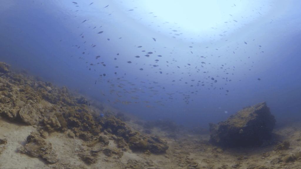 Reef Fish Haven
