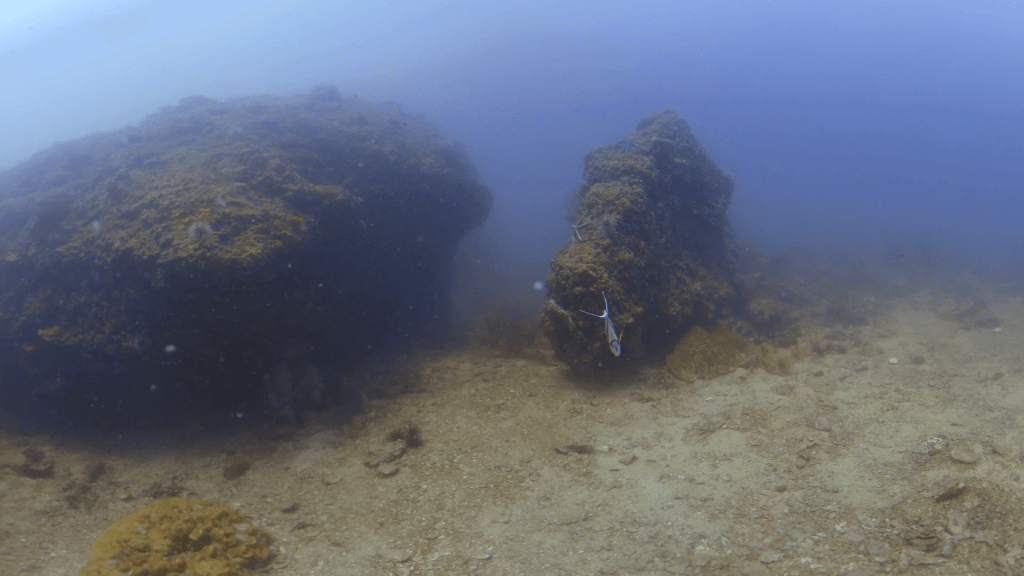 Bannerfish Realm: Rockscape & Reef Life