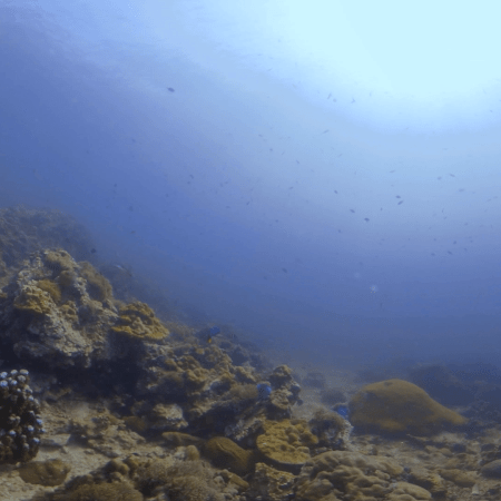 Sunlit Coral Flourish