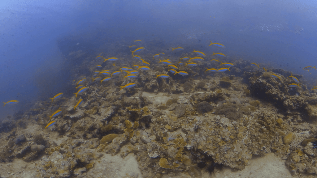Fusilier Frenzy Reef