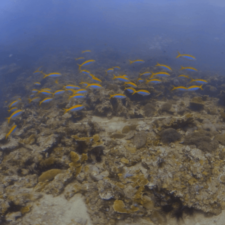 Fusilier Frenzy Reef