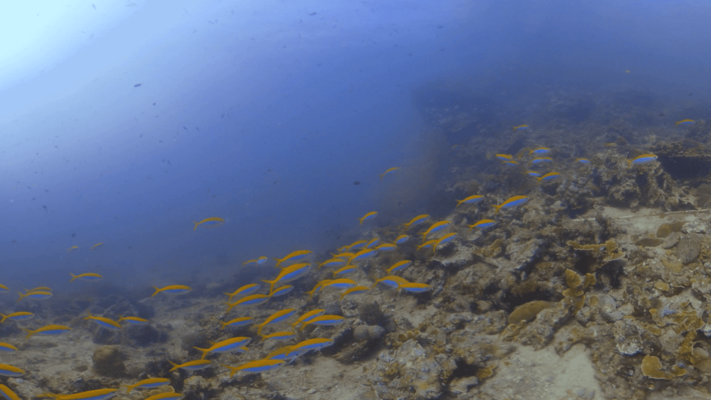 Fusilier Frenzy: Reef Life