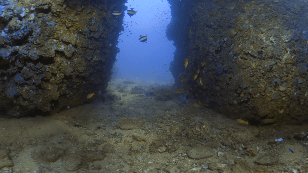Canyon Crevice Dive: Fish Haven